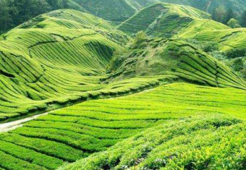 古树茶和台地茶哪个好喝，古树茶与台地茶的区别有哪些