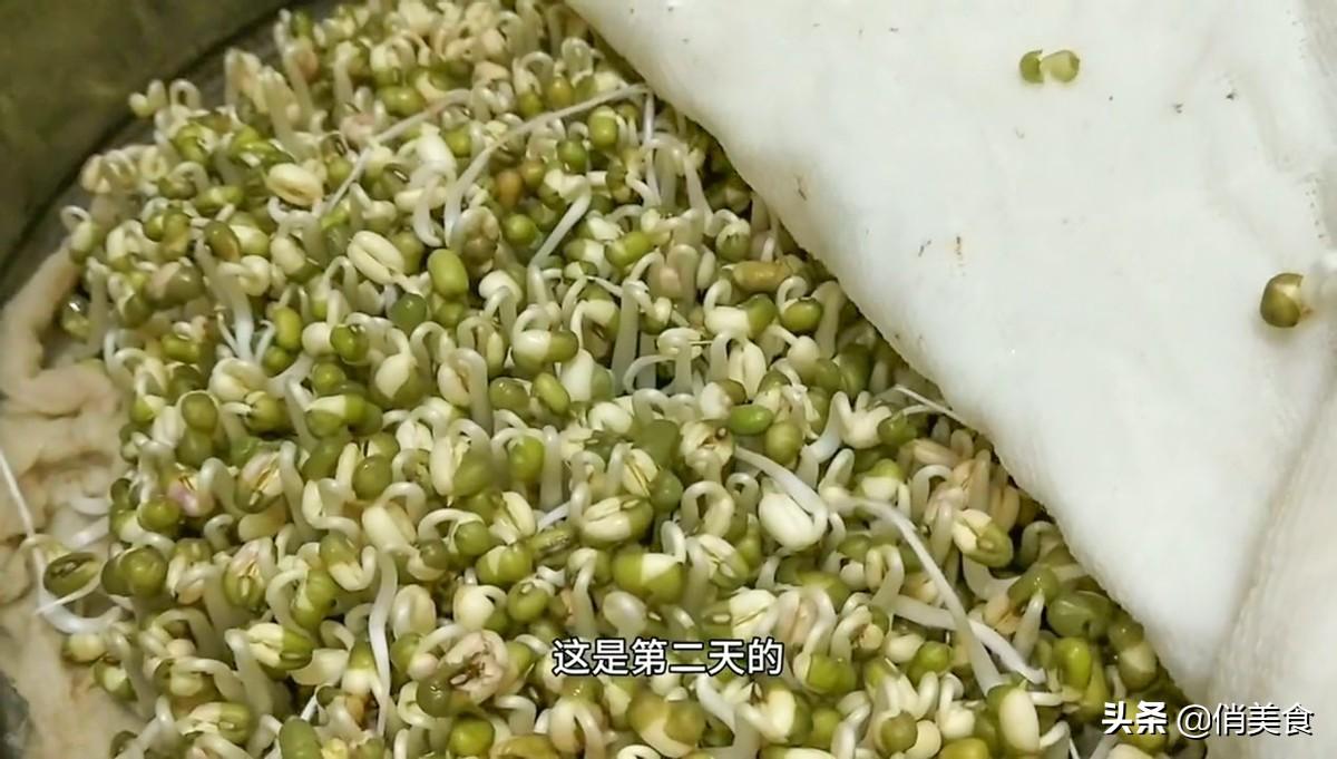 自制绿豆芽怎么做,自制绿豆芽最简单的方法