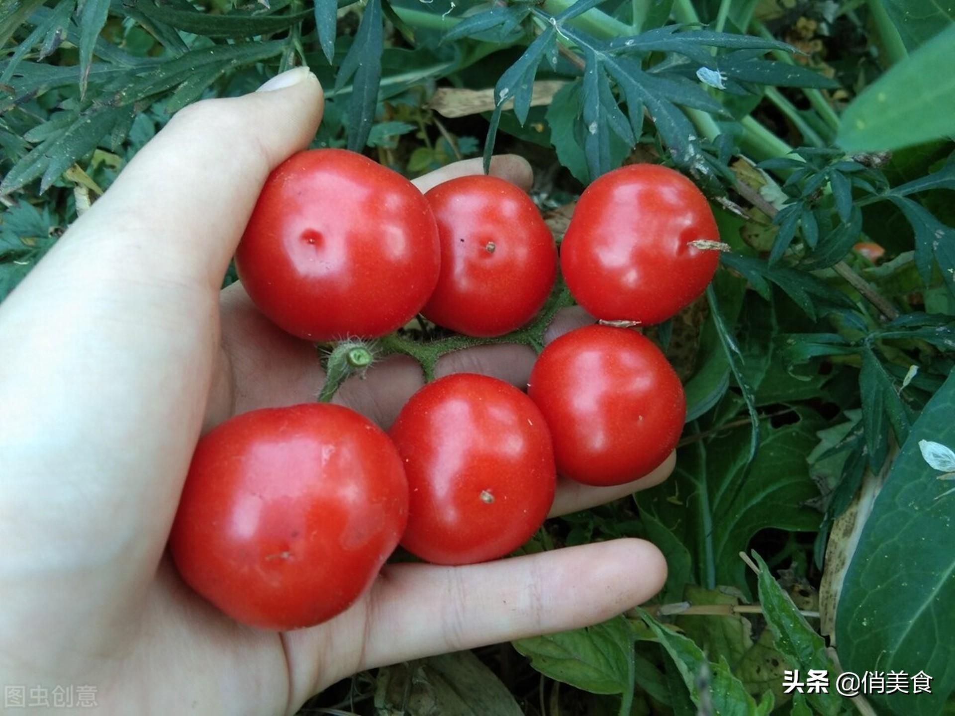 打了激素的西红柿怎么辨别，打激素的西红柿分辨技巧