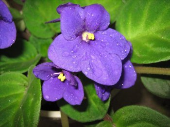 紫罗兰什么时候开花，紫罗兰不开花的原因