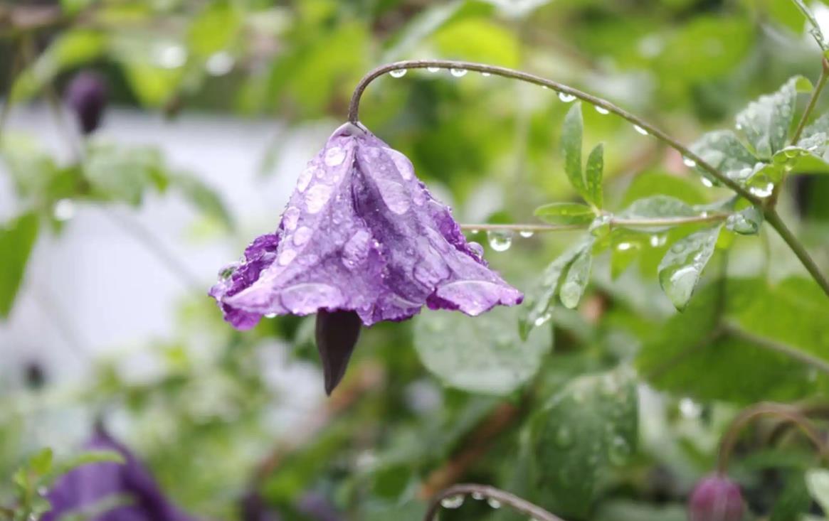 小暑天下雨好不好，小暑下雨预示着什么