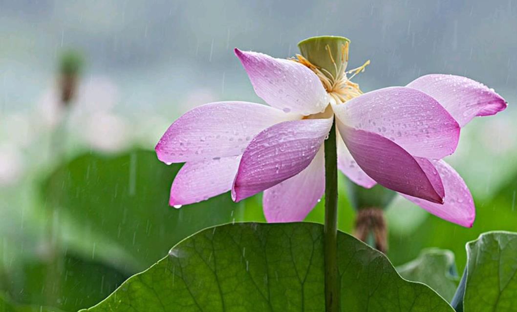 小暑天下雨好不好，小暑下雨预示着什么