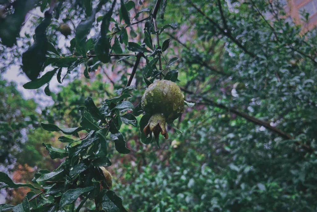 小暑天下雨好不好，小暑下雨预示着什么