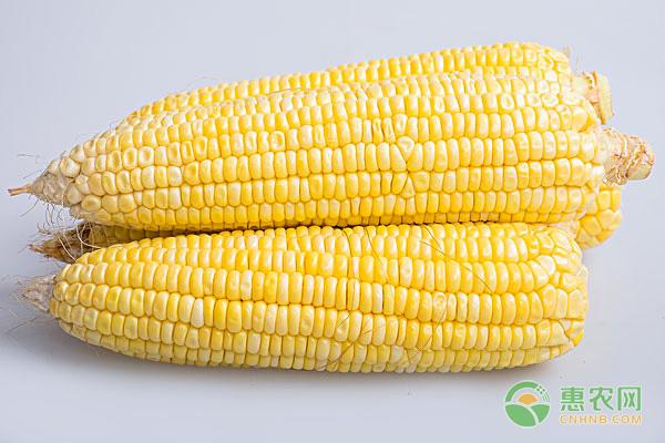 玉米种子怎么种，玉米高产种植要点