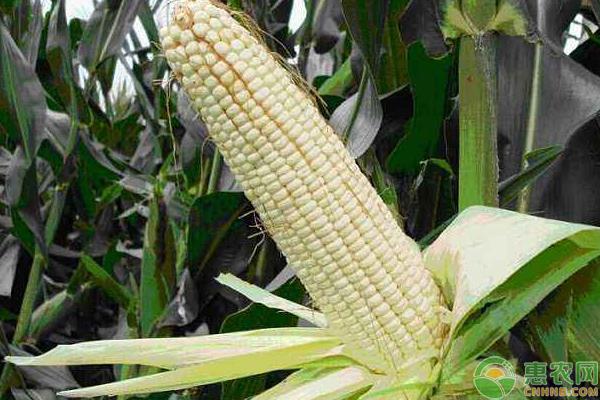 玉米种子怎么种，玉米高产种植要点