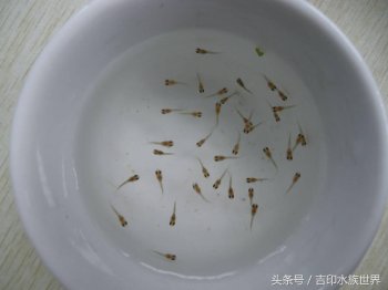 鱼苗如何养活，鱼苗怎么呵护