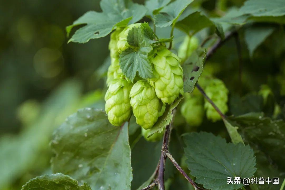 一杯啤酒几百块是智商税吗，你会买吗