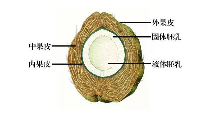 生椰拿铁的生椰是什么，椰汁能做生椰拿铁吗