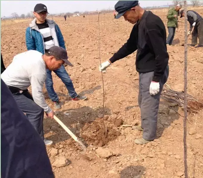 苹果树秋栽好还是春栽好，果树秋栽和春栽有什么区别