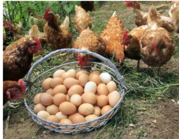 如何判断土鸡蛋的真假，鉴别土鸡蛋最快方法