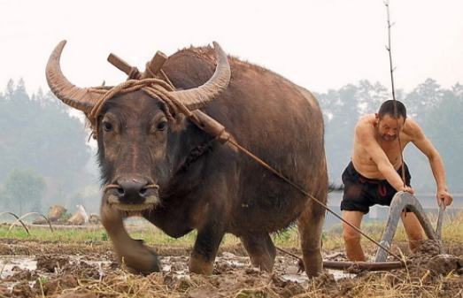 古代人为何不能杀耕牛，为什么耕牛在古代地位这么高