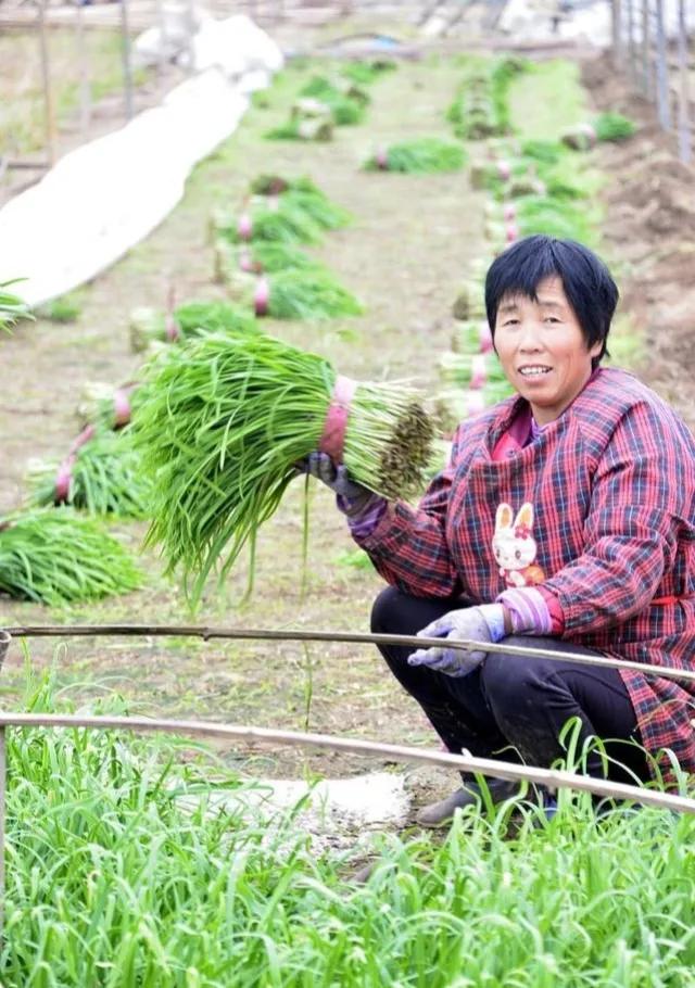 韭菜割后怎么管理，韭菜割后管理有窍门