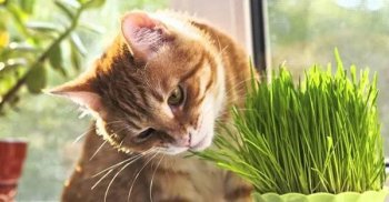 猫草是什么植物的种子，猫必须要吃猫草吗