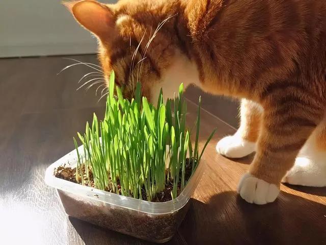 猫草是什么植物的种子，猫必须要吃猫草吗