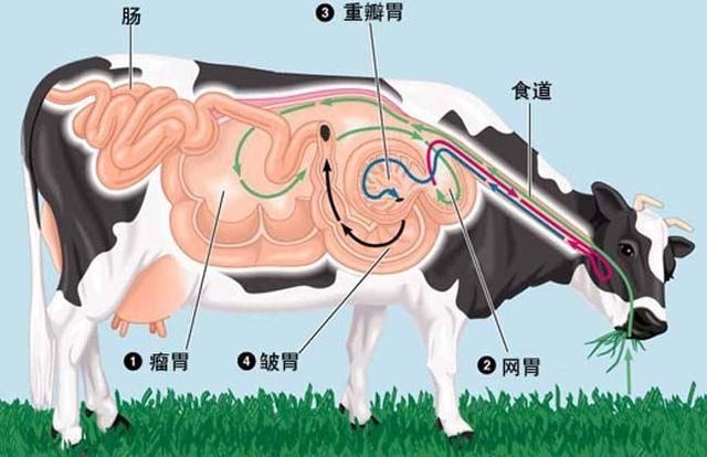 长颈鹿如何繁殖，长颈鹿生蛋还是生孩子