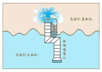 玻尿酸怎么用才正确,玻尿酸的用法和效果