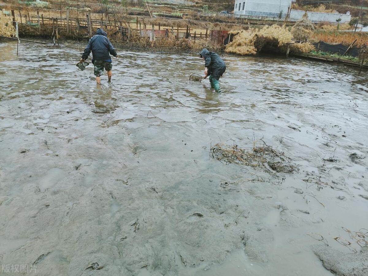 洪水中捞的活鱼能不能吃，洪水中鱼能活下来吗