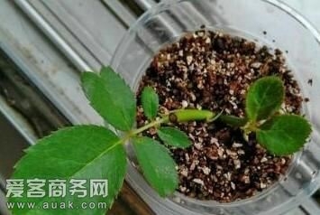 为什么养花都喜欢用蛭石，花土里加入蛭石好不好