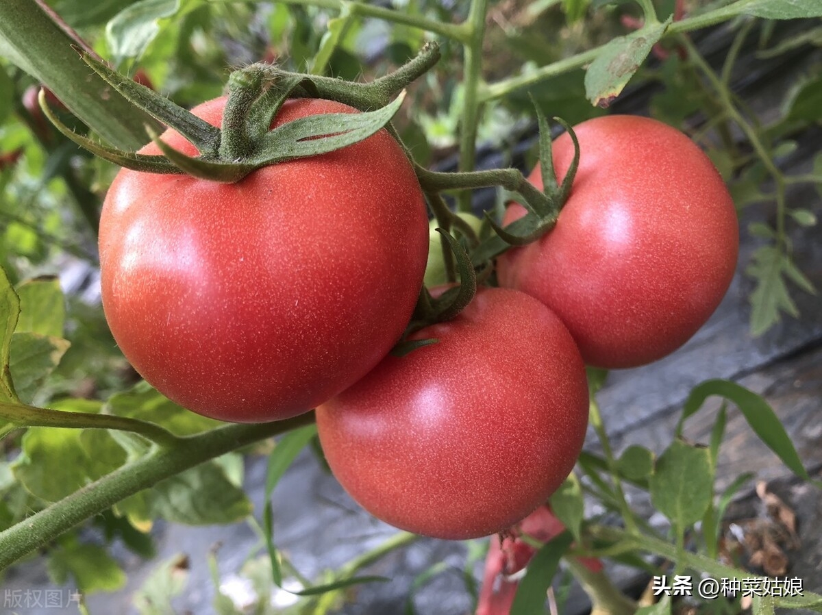 草莓番茄是什么品种，草莓番茄怎么种植