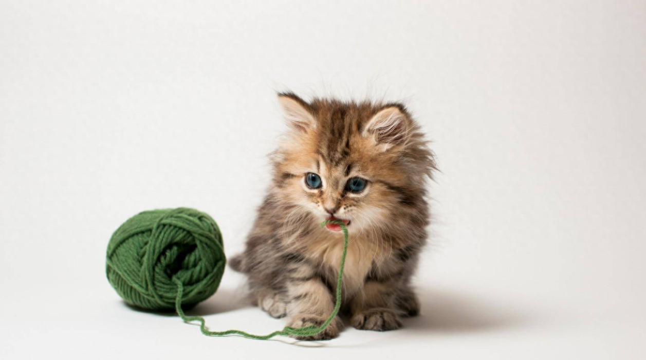毛线团是猫咪最爱的玩具吗，猫为什么爱玩毛线球