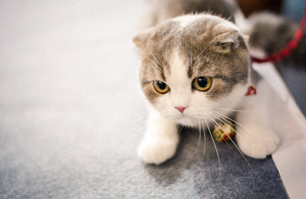 毛线团是猫咪最爱的玩具吗，猫为什么爱玩毛线球