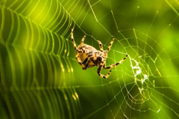 蜘蛛网的结构是什么样的，蜘蛛网结构原理
