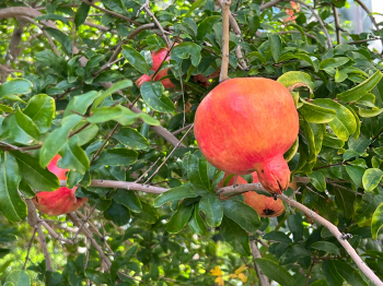 白露节气吃什么食物，白露节气的风俗食物