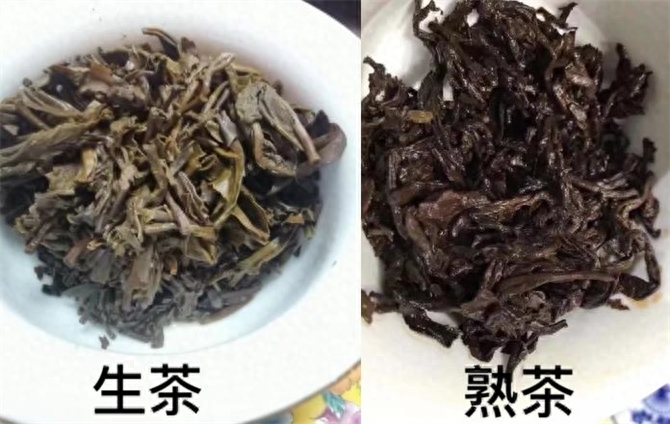 普洱生茶和熟茶有何区别，普洱生茶和熟茶哪个更好喝