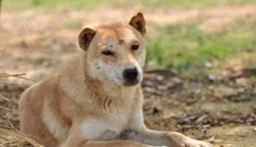 为啥回民不吃猪满族不吃狗，你知道吗