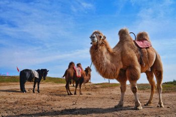 为什么骆驼可以几天不喝水，骆驼长时间不喝水的原因