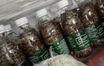 活虾可以放矿泉水瓶保存吗，活虾如何冷冻保存