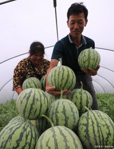 美都西瓜产地在哪里，美都西瓜的品种介绍