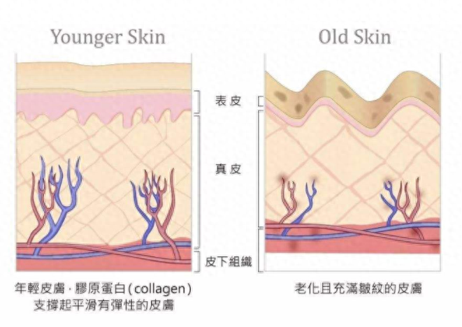 抗氧化的重要性有哪些，抗氧化性的意义