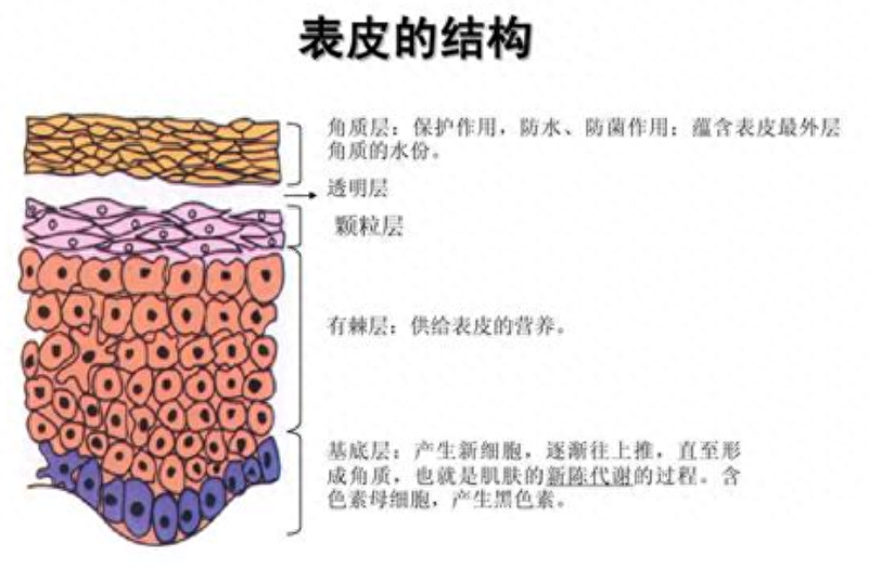 为什么粉刺挤了又长，脸上长粉刺可以挤掉吗