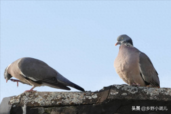 鸽子怎么分公母，鸽子鉴别公母绝招