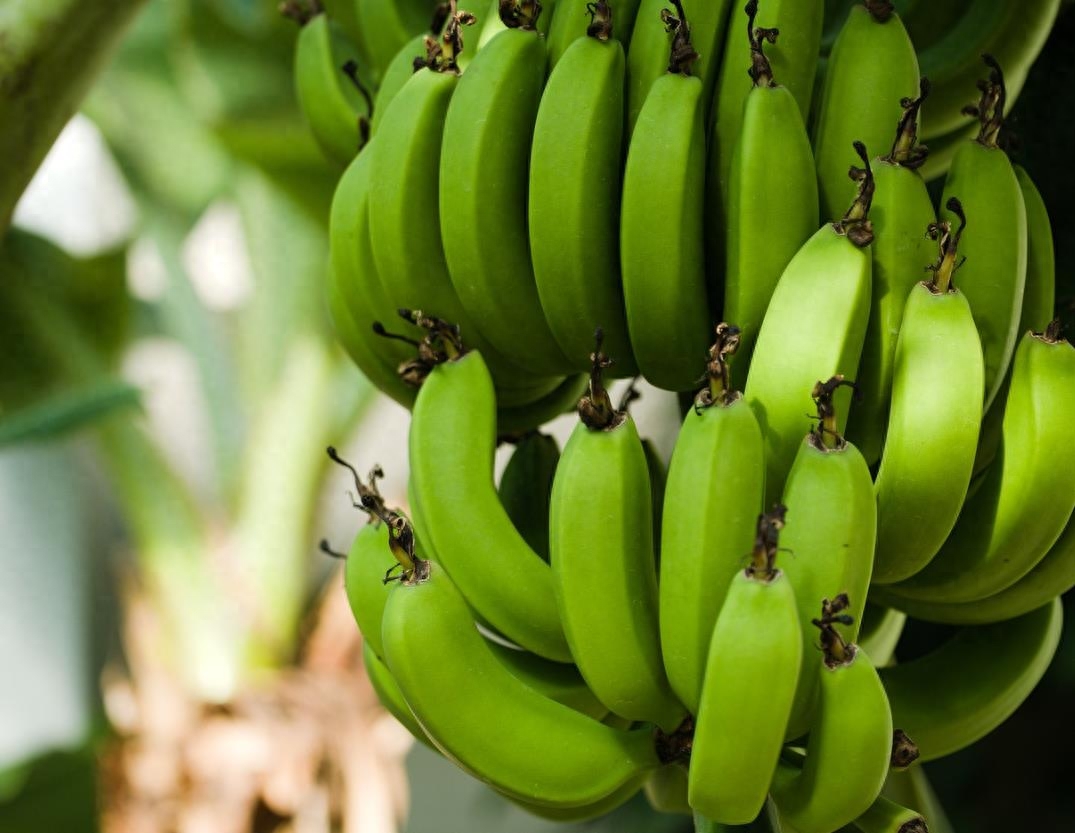 生香蕉和熟香蕉怎么区分，生香蕉和熟香蕉的区别