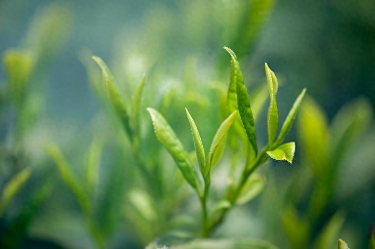 抹茶粉是如何制作的，抹茶粉怎么做成的