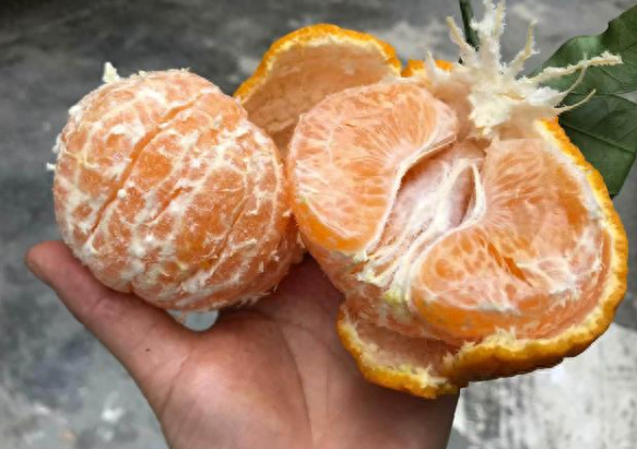 丑橘是转基因吗，丑橘怎么来的