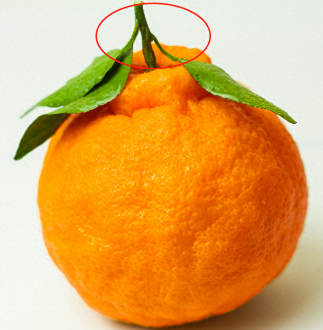 丑橘是转基因吗，丑橘怎么来的