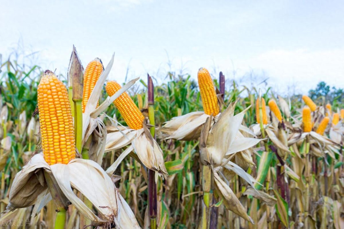 早霜对玉米产量有何影响，早霜发生在什么季节