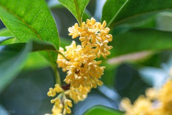 怎样使桂花花多味香，桂花怎么养开花多