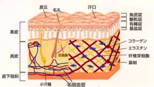 补水和保湿有什么区别?，补水重要还是保湿重要