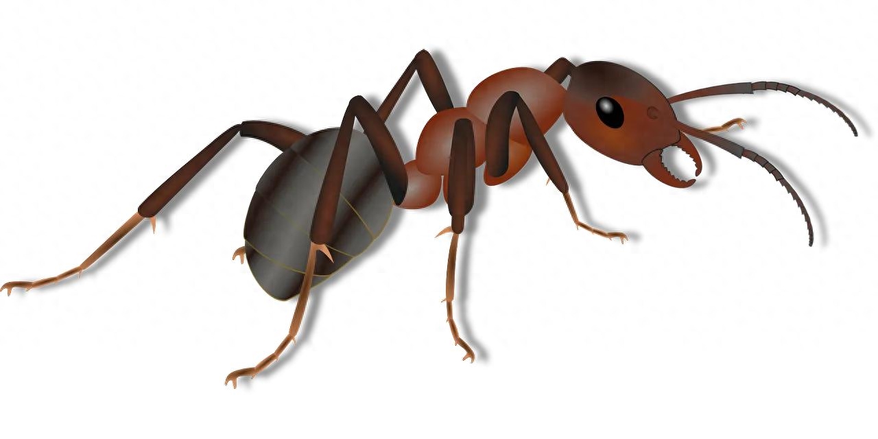 为什么蚂蚁会死，蚂蚁自己会死吗
