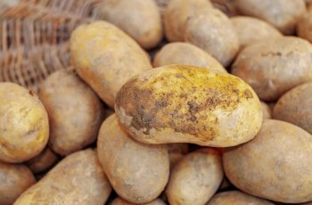 土豆怎么样保存不发芽，土豆不长芽的小窍门