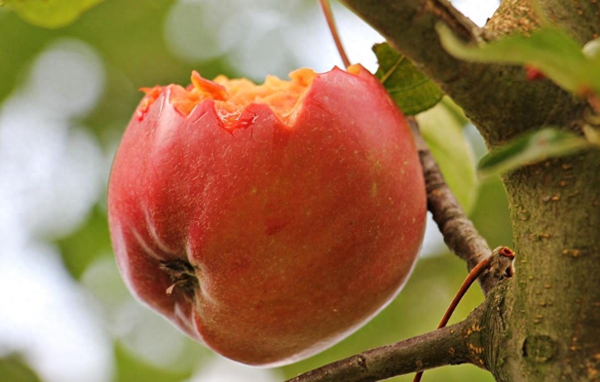 苹果几月份成熟，苹果的最佳食用时间