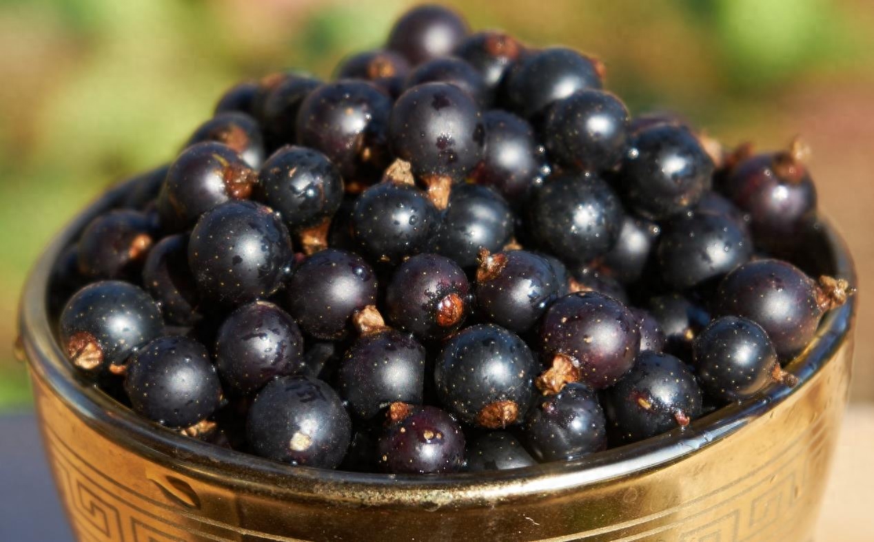 黑加仑是什么，黑加仑是葡萄还是蓝莓