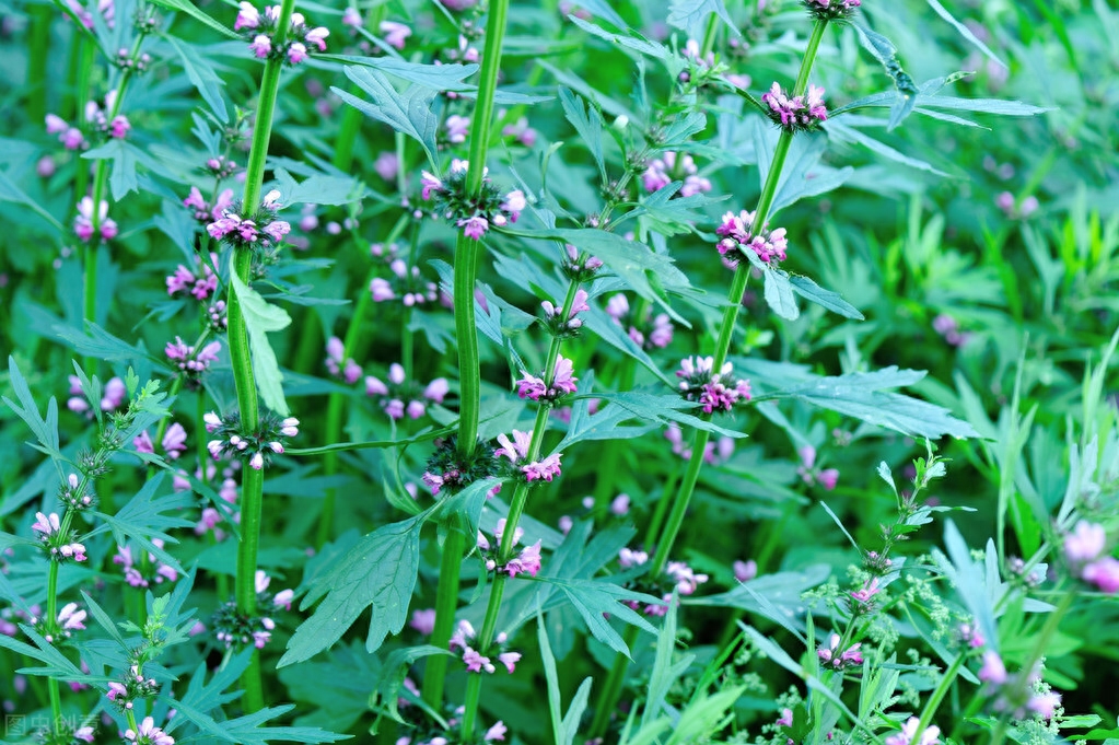 益母草怎么种植最好，益母草的种植方法和时间