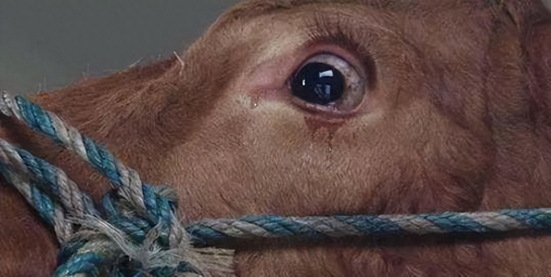 牛被宰杀前为什么会流泪，牛流泪是因为伤心吗