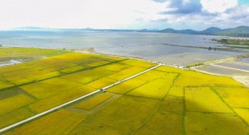 什么是海水稻，海水稻是用海水种的吗