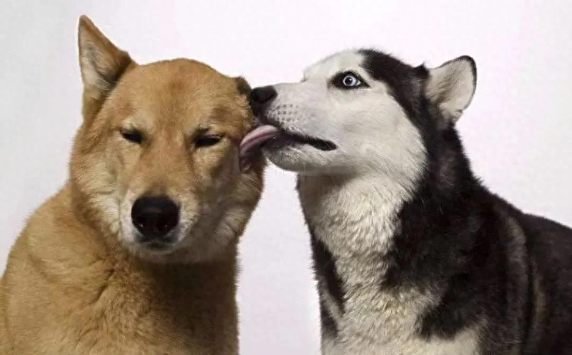 什么是舔狗，狗舔人的行为